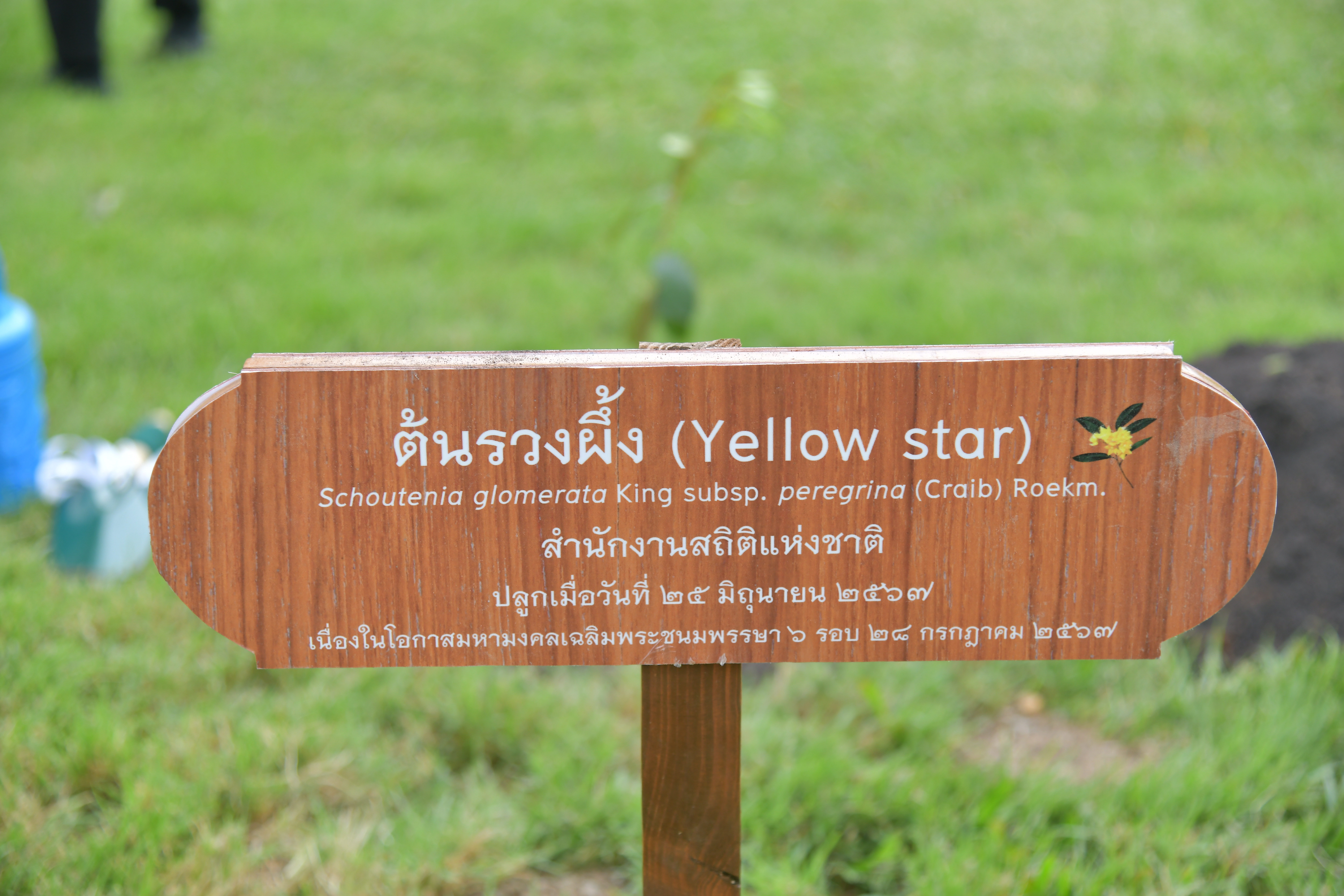 ปลูกป่า