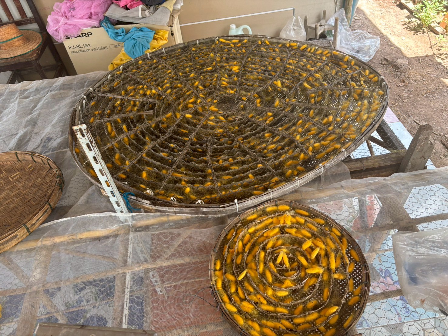 หม่อนไหมหนองคายเลย