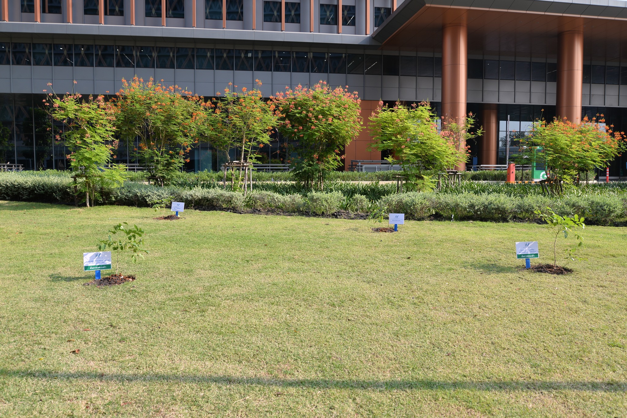 ปลูกป่า