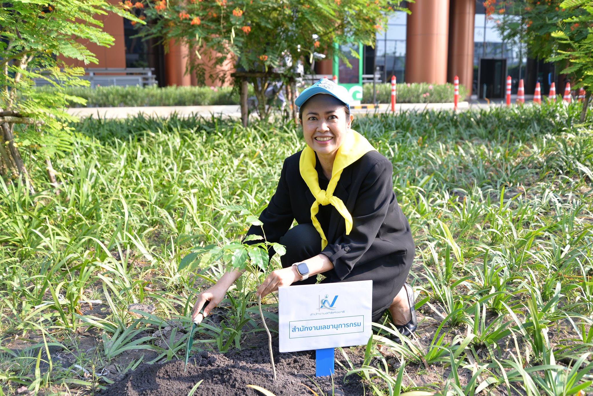 ปลูกป่า