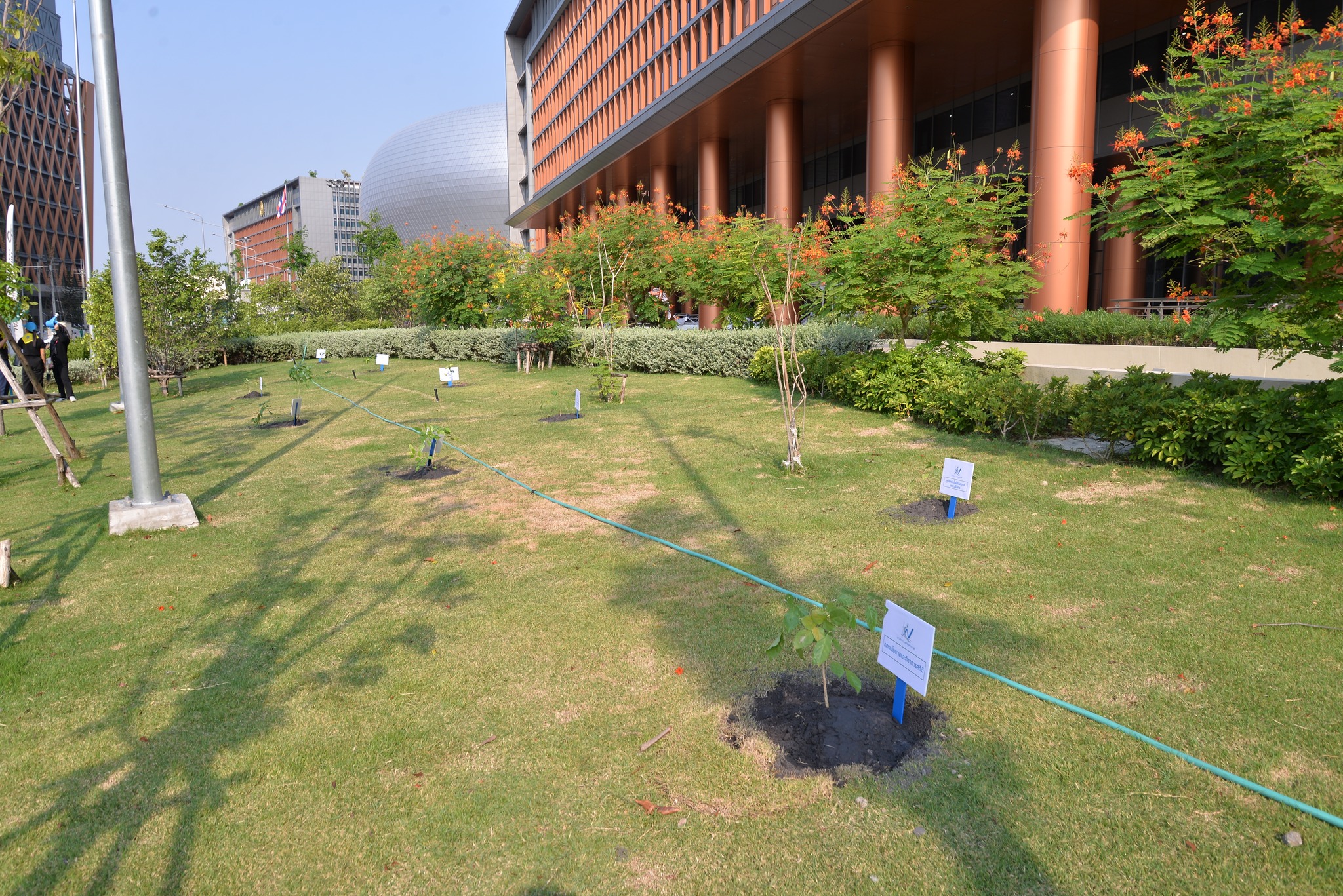 ปลูกป่า